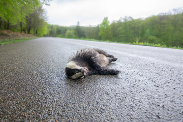 Badger traffic victim laying dead on asphalt track 