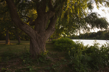 Glowing light in the park during the fall weather at sunset