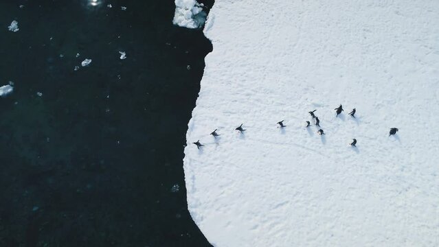 Gentoo penguin's aerial dive into Antarctic waters. Witness the wild bird's plunge from snowy land to icy coastal ocean near glacier. Capture the winter arctic wildlife swim behavior in drone flight