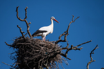 A white stork (Ciconia ciconia) perched in its nest at the top of a tree during an Autumn day
