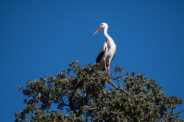 A white stork (Ciconia ciconia) perched on the branch of a tree during an Autumn day.
