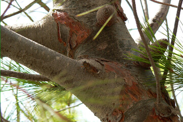 Malta, przyroda, drzewo, cykady, owady © El Pi