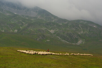 A shepherd grazes a flock of sheep on the plateau