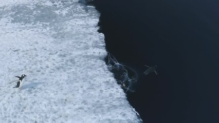 Gentoo penguins jump onto ice floe against the backdrop of Antarctic waters landscapes. Wild bird's Jump out to snowy land of ice coastal ocean near glacier. Winter wildlife swim in drone flight.