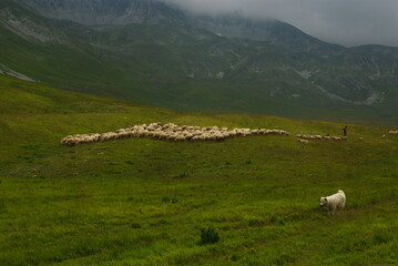 In the foreground an Abruzzo sheepdog and in the background a flock of sheep and its shepherd