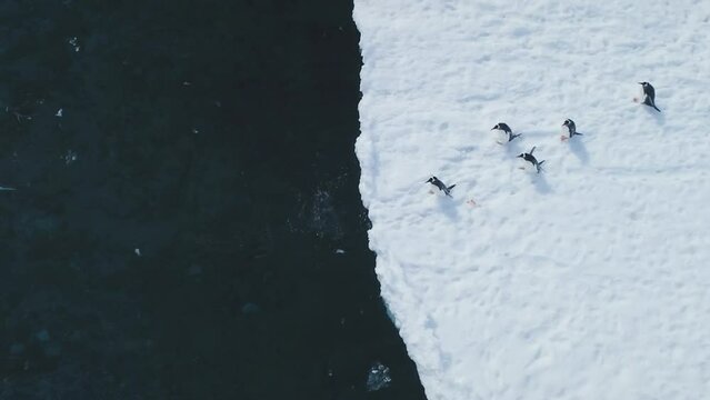 Gentoo penguins dive into Antarctic waters. Wild birds plunging from snowy land to ice coastal ocean near glaciers. Experience winter arctic wildlife swim behavior in drone footage