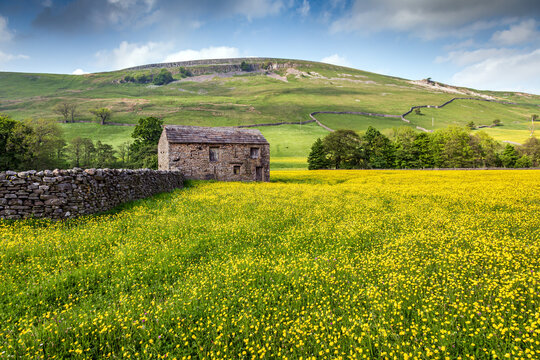 Stone barn and yellow buttercups in Swaledale in the Yorkshire Dales