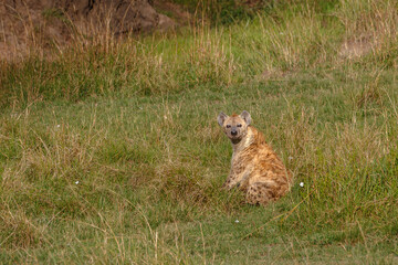 Hyena