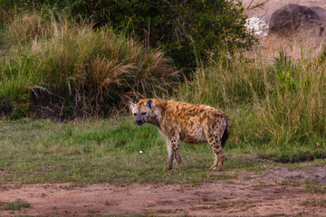 Hyena