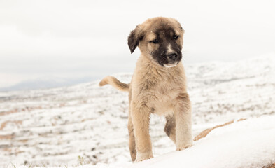 a cute brown puppy standing in the snow with a winter landscape in the background