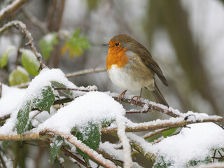 Robin in the snow