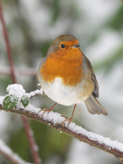 Robin in the snow