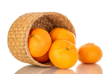 Several juicy sweet tangerines in a straw basket, macro, isolated on white background.