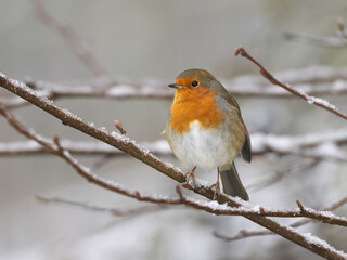 Robin in the snow