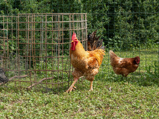 Canarian free-range chicken and wild boar on grass background