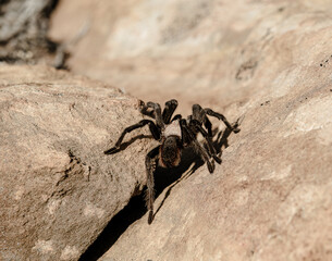 Tarantula