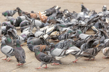 Pigeon infestation in the city center; Large groups of city pigeons gather to eat bird seed that has been spread out