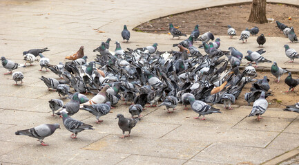 Pigeon infestation in the city center; Large groups of city pigeons gather to eat bird seed that has been spread out - obrazy, fototapety, plakaty