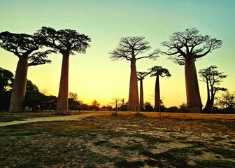 Allée des baobabs