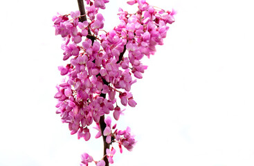 closeup on purple flowers of a judas tree blooming in branches - Powered by Adobe