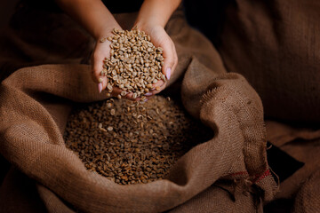 Worker holding green coffee beans in hands checks quality before been roasted in machine....