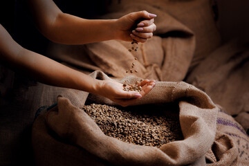 Professional worker checking inspection quality of green raw coffee bean. Roasters working roasting...