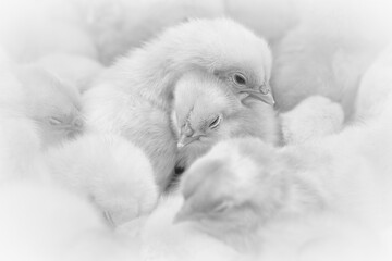 Small newborn chicks huddled together in a large heap and warm themselves against each other.