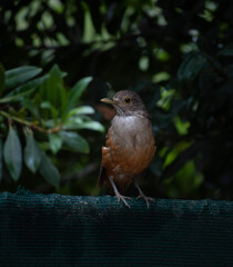 robin on a branch