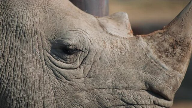 footage of a wild big horn African rhino closeup portrait eye standing in the national conservation zoo park with other animals. wild African rhinoceros closeup walking in Kenya. Tourism safari travel