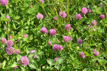 Meadow clover (Trifolium pratense) grows in the meadow among the grasses