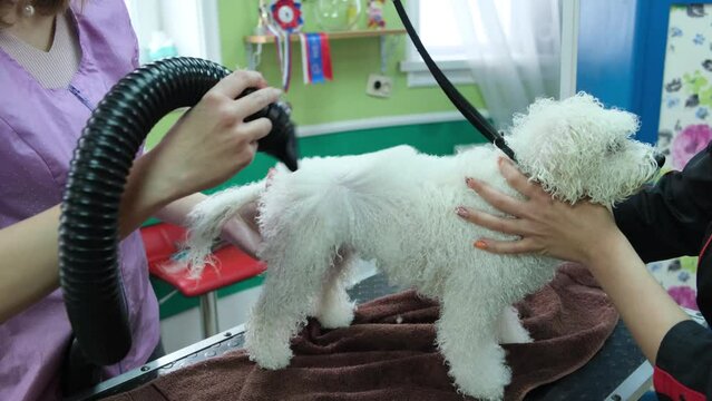 Groomers blow-dry the hair of a Bichon Fries dog after bathing it. Close-up.