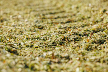 Closeup silage fermented feed for food of cow. Silo from fresh harvest chopped maize background