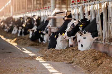Cows holstein eating hay in cowshed on dairy farm with sunlight in barn. Banner modern meat and...