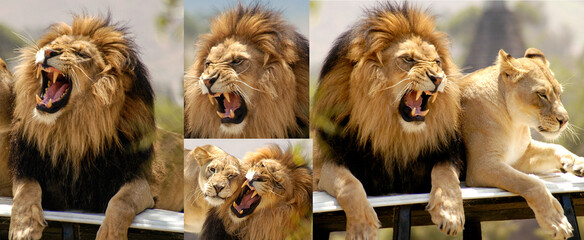 This male lion lets out a fierce roar that gives the natural world a primordial feel, accompanied...