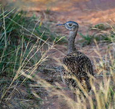 Bustard is large mottled bird that moves cautiously in the thickets of savanna grass.