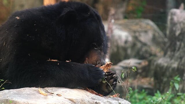 A black bear is eating wild fruit on a forest ground with dead leaves and trunks. Wild animals protection in reserve conservation national park. Wildlife predator mammals of Africa. Big wild bear