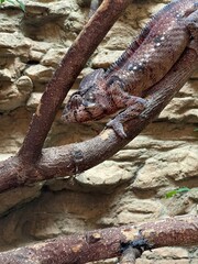 Chameleon lizard on the tree branch