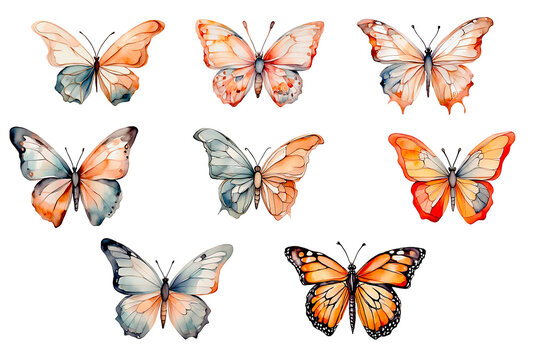 Beautiful monarch butterfly isolated. Watercolor colorful butterflies, isolated butterfly on white background. Colorful butterfly, spring illustration.