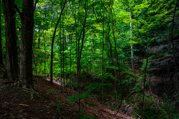 Obraz premium Chestnut Ridge Park Eternal Flame Falls