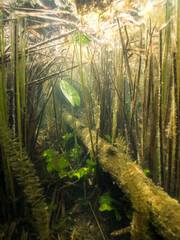 Underwater view of shore reeds and lake bottom