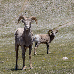 sheep in the mountains