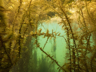 Aquatic moss forming a gate underwater