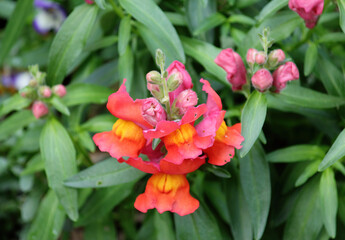 Red flowers of a Antirrhinum majus or Snapdragon plant