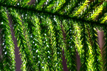 Branch of green spruce natural tree. Coniferous traditional. Close-up.