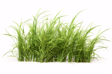 A 3D image of an isolated, wild, meadow grass on a white canvas.