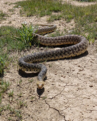 Slithery Snake
