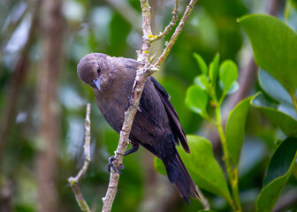 Brewer's Blackbird (Euphagus cyanocephalus) spotted outdoors