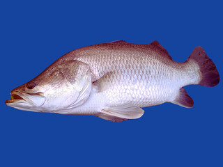 Sea bass isolated on a blue background. Close-up.