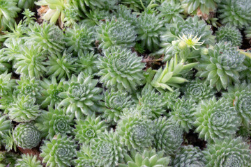 close up of green cactus