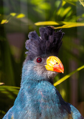 Great Blue Turaco (Corythaeola cristata) Outdoors